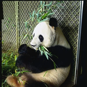 Ailuropoda melanoleuca (Giant panda)