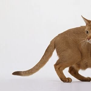 Alert sorrel Abyssinian Cat with whiskers forwards