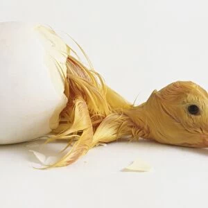 Aylesbury Duckling half out of egg