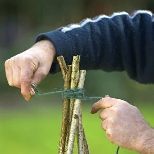 Binding rods together with twine to make a willow wigwam