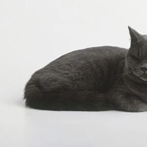 A black cat lying down and purring