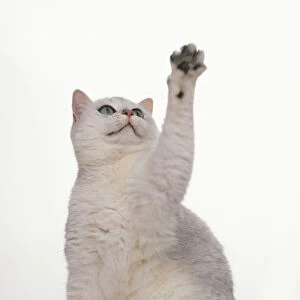 Black Tipped British Shorthair reaching up with paw