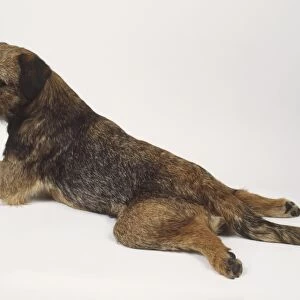 Border terrier lying down and facing slightly away from viewer