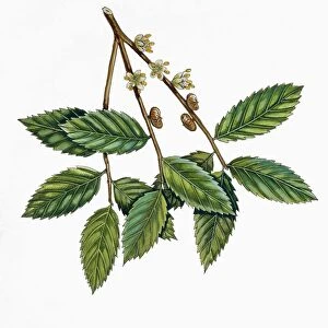 Botany, Trees, Ulmaceae, Male flowers, fruits and leaves of Caucasian Zelkova Zelkova carpinifolia, Illustration