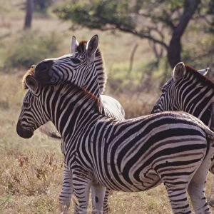 Burchells Zebra, Equus burchelli, herd of zebras standing, distinctive black and white striped markings, erect black hairs on ridge of neck and back, zebras nuzzling against anothers head, side view, dry grassland and trees in background