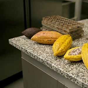 Cacao beans, chocolate molds, and cutting tool on kichen worktop
