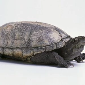 Common musk turtle (Sternotherus odoratus), side view