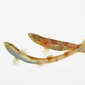 Dogfish (Scyliorhinus canicula), two young fish swimming underwater
