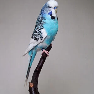Dominant pied sky blue budgerigar - side view