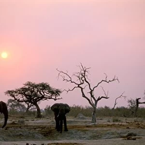 Elephants. Savuti Camp. Chobe National Park. Botswana. Africa. Sunset