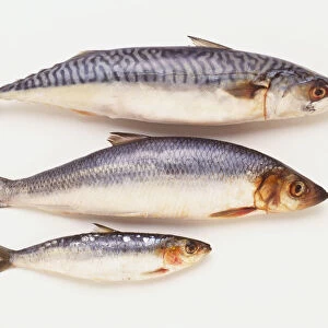 Three food fish with similar, grey-blue and white colouration, Mackerel (Scombridae), Herring (Clupeidae) and Sardine (Clupeidae), side view