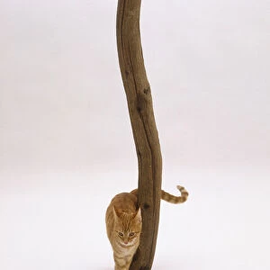 Ginger tabby cat rubbing against wooden post