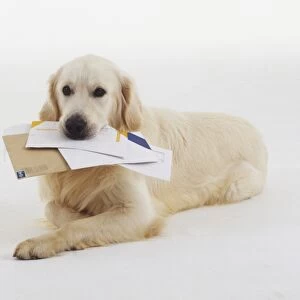 Golden Retriever (Canis familiaris) with letters in its mouth