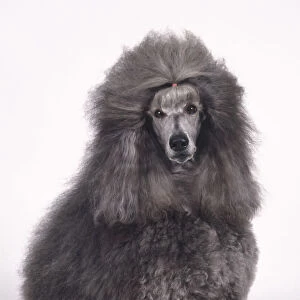 Grey Standard Poodle with fur tied on top of head