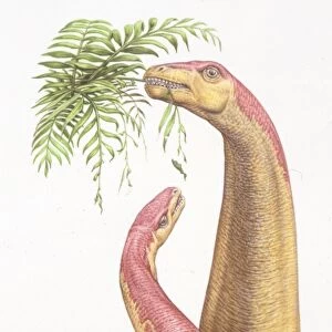 Illustration representing Kotasaurus and young eating leaves of tree