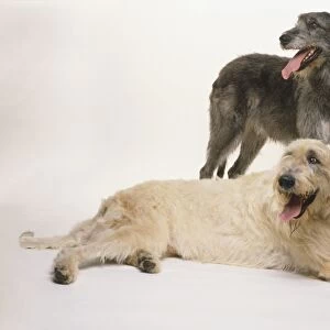 Two Irish wolfhounds, one standing, one lying down, cream-colored, dark gray, panting