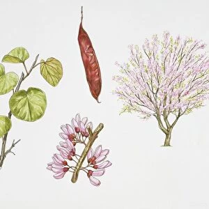 Judas Tree (Cercis siliquastrum) plant with flower, leaf and fruit, illustration