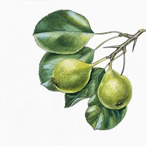 Leaves and fruits of Wild Pear Pyrus pyraster, illustration