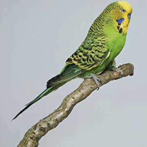 Light green budgerigar - side view