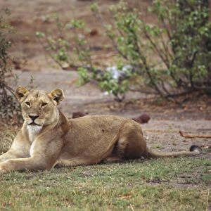Lioness, Panthera leo, lying down on grass, front legs outstretched before her, head raised, white hairs on chin, looking forward, angled side view, scrubland in background