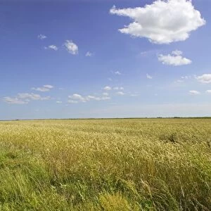 Lithuania, wheat fields near Marijampole