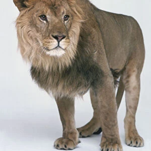 Male Lion (Panthera leo), standing, looking away from camera, front view