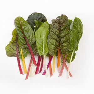 Mixed Beta vulgaris var. cicla (Rainbow Chard) green and red leaves on red and yellow stems