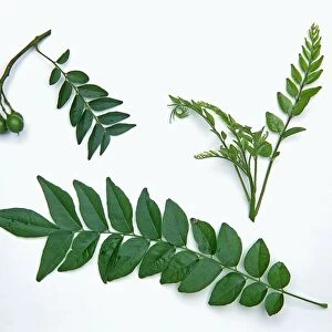 Murraya koenigii (Curry tree), stems with leaves and green unripe berries