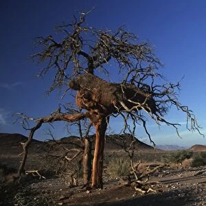 Namibia, Namib Naukluft Park, a weavers nest on a tree in the desert