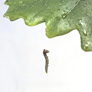 Oak leafroller or Tortrix moth (Tortrix viridana) caterpillar dangling from oak leaf