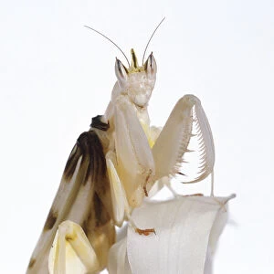 Orchid mantis (Hymenopus coronatus) perching on orchid flower head, close-up
