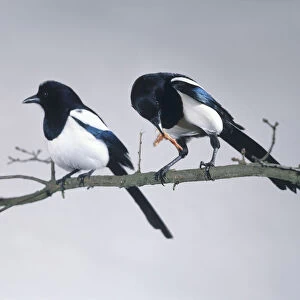 Pair of male and female Magpies (Pica pica) perching on branch, one feeding on meat scrap