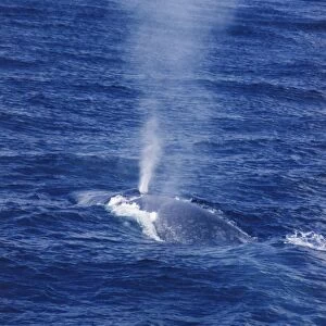 Partially-submerged blue whale blowing through its blow hole