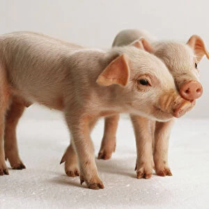 Two pink piglets, standing, facing forwards and in profile