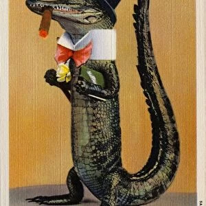 Postcard of Alligator in Top Hat and Bow Tie. ca. 1935, A Florida alligator is all dressed up to greet visitors