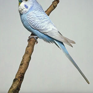 Rare grey wing budgie with blue belly seen from side on a twig