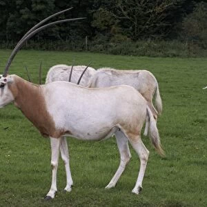 Scimitar-horned oryx (Oryx dammah), group of animals in a field