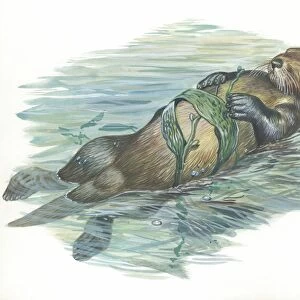 Sea otter Enhydra lutris sleeping in water, illustration