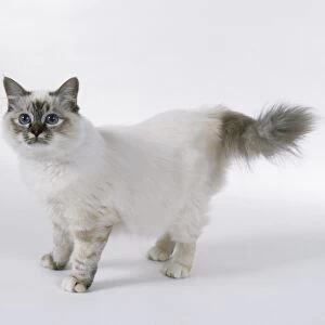 Seal Tortie Point Tabby Birman cat with facial blaze in mottled colours, standing, looking attentively to above-right