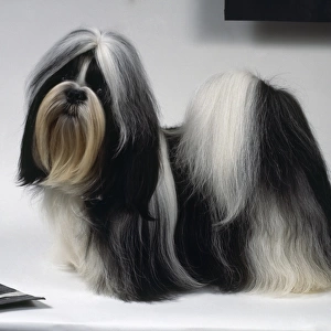 A Shih Tzu dog with long soft black and white hair draping down to the floor, standing