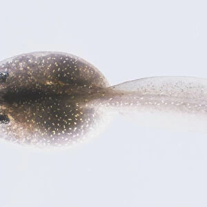 Single tadpole, view from above