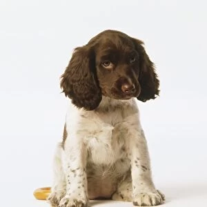 Spaniel puppy with a brown head liver spotted body