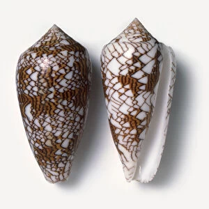 Two Textile cone shells (Conus textile)
