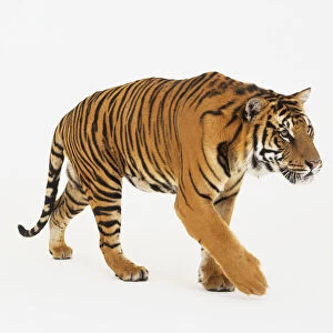 Tiger (Panthera Tigris) walking forwards, side view