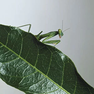 Upper torso view of Mantis on leaf