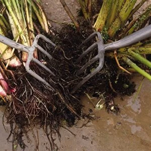 Using two garden forks to divide fibrous rootstocks in muddy soil