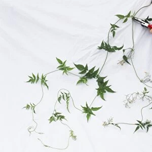 Using scissors to thin flowered shoots of climbing plant