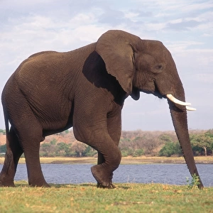 Side view of African Elephant with lake in background