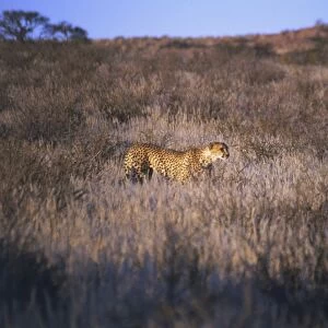 Side view of a Cheetah hunting in the long grass in the Kalahari Gemsbok National Park, South Africa. May 24, 1998