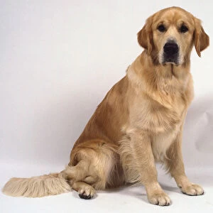 Side view of a Golden Retriever, seated, head facing forwards with a steady gaze